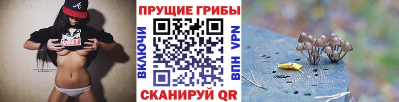 Купить где  Шилка  Псилоцибиновые грибы Psilocybe 